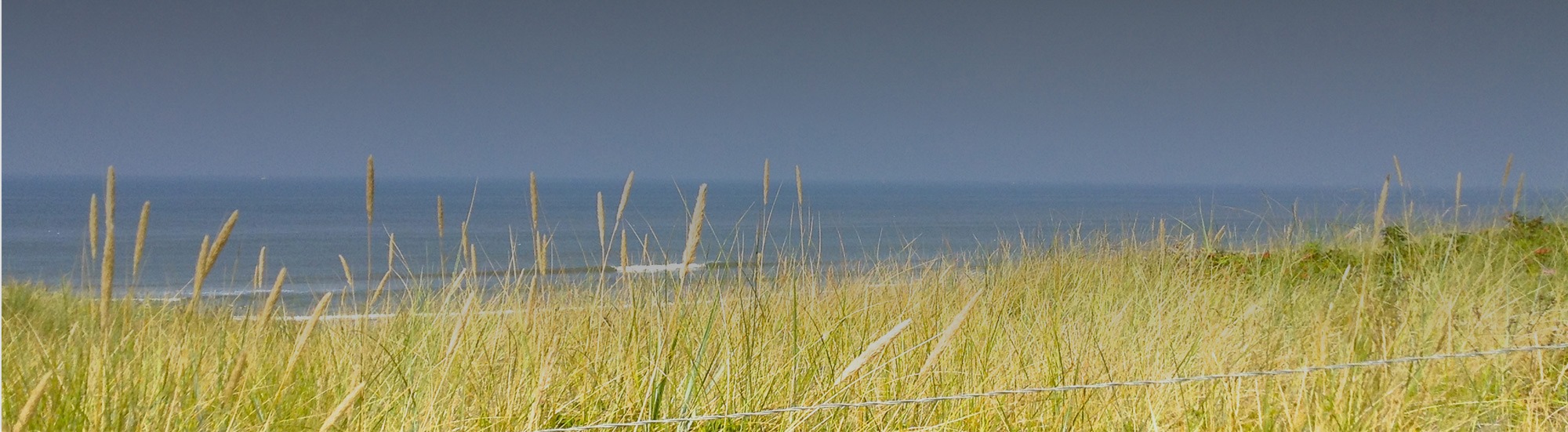 Dune grass by the sea